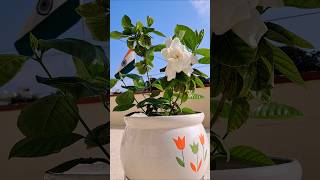 Gardenia flower plant in my terrace garden [upl. by Atteragram906]