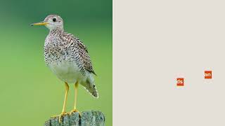 Upland Sandpiper Facts You Won’t Believe [upl. by Ernald]