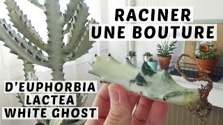 🌵 BOUTURER L’EUPHORBIA LACTEA WHITE GHOST  FAIRE RACINER UNE BOUTURE D’EUPHORBE [upl. by Clerissa]