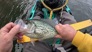 Center Hill Dam SLABS HUGE BROWN MYSTERY FISH [upl. by Sidran]