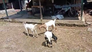 BAR ADUS CARINGkambing lucu goats kids [upl. by Hakym29]