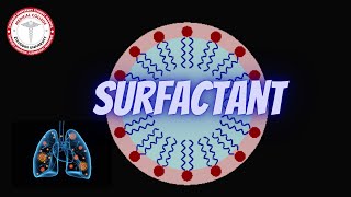 Role of Surfactant in Lungs [upl. by Enitselec622]