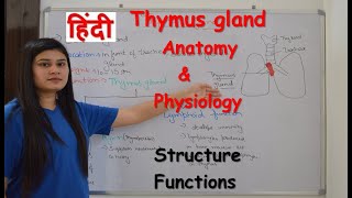 Thymus gland anatomy amp physiology in hindi  structure  functions  lymphoid and endocrine [upl. by Gorey]