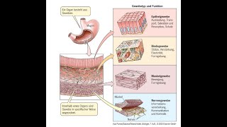 Zellverbindungen Histologie Vorlesung Zellbiologie Teil 16 [upl. by Atiuqer]