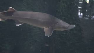 Sterlet sturgeon Fish  Acipenser ruthenus [upl. by Ailhat]