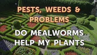 Do Mealworms Help My Plants [upl. by Eralc393]