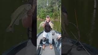 Spotted Bass On Watauga Lake [upl. by Robison326]