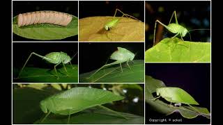 Insecto  Mecopoda Nipponensis [upl. by Cory]