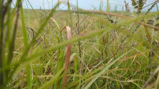 Kansas Flint Hills quotstillnessquot [upl. by Garlanda277]