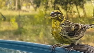 European Serin  Serinus serinus  Birdsong  Birdcare  Nature [upl. by Tyler]