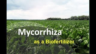 Mycorrhiza as a Bio Fertilizer Biofertilizer for the future Mycorrhizal Biofertilizer [upl. by Kora586]