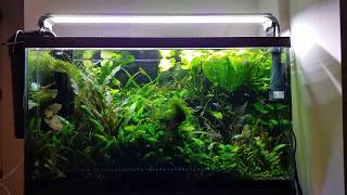 29 gallon planted tank overview [upl. by Zoa942]