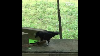 Crows make tools from memory [upl. by Adar]