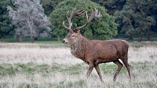 Tatton Park Cheshire the Red Deer [upl. by Akilegna]