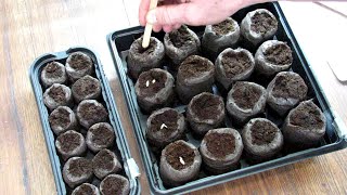 How to Use Peat Pellet Kits for Seed Starting Cucumbers Tomatoes amp Peppers No GrowLights Needed [upl. by Caesaria]