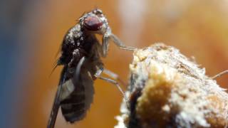 Fruit fly grooming itself on apple UK [upl. by Rissa]