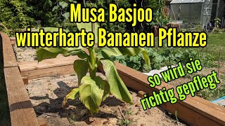 Musa Basjoo winterharte Bananenpflanze pflegen gießen düngen vermehren Standort [upl. by Llemor]