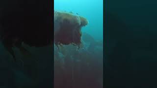 HUGE Lions mane jellyfish farneislands seacreatures northsea sealife [upl. by Mcbride]