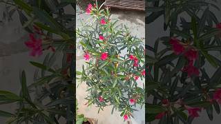 Kaner Plant Ko Boost Karein🪴kaner oleander flowers gardening plants [upl. by Adiaz]