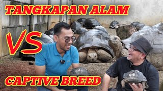 Ternyata ini Perbedaan Aldabra Captive Breed dengan Tangkapan Alam [upl. by Shara]