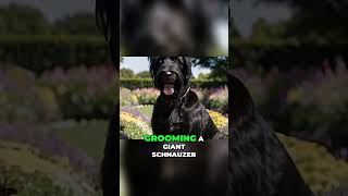 Grooming a Giant Schnauzer Tips for a Stunning and Healthy Coat [upl. by Wolfie931]