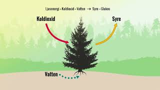 Skogslabbet infografik Fotosyntes och cellandning [upl. by Vachil]