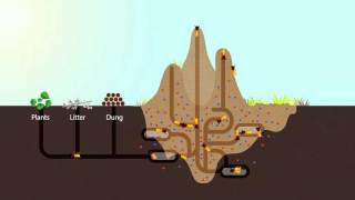 How Termites Enrich Ecosystems  HHMI BioInteractive Video [upl. by Dulcea]