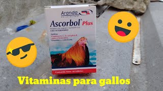 🔥Vitaminas 💎ASCORBOL plus💎 criadero Martin 🔥 [upl. by Alansen]