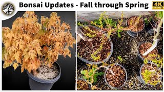 Bonsai Progress Clips Fall  Spring [upl. by Kaiser]