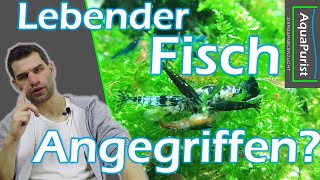 Zwerggarnelen fressen lebenden Fisch Neocaridina doch nicht mit Fischen [upl. by Ihdin]