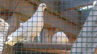 Wiener Hochflieger Domestic Pigeon Zoo Vienna [upl. by Alwin623]