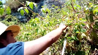 Cortando zarzamoras para preparar agua fresca después de un día caluroso [upl. by Hanikas]