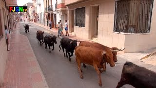 5 Encierros  Festa La Vila 2015  La Vilavella Castellon Bous Al Carrer Toros FJGNtv [upl. by Bounds]