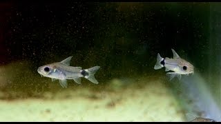 Corydoras hastatus Tail Spot Cory Species Spotlight [upl. by Aicnatsnoc]