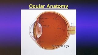 Glaucoma The Silent Blinding Disease [upl. by Curnin]