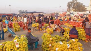 kala Malta Khan puri malta kinow  Fruiters Shakri and Red blood Orange  Fresh Juicy Apple [upl. by Annaoi]