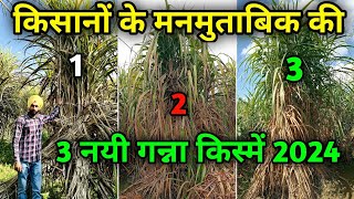 किसानों के मनमुताबिक की 3 नयी गन्ना किस्में 2024  Top 3 sugarcane varieties in 2024 [upl. by Yrreiht]