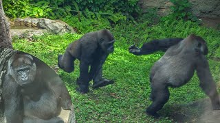 Toto looks nervous Riki annoys mom persistently｜Gorillas｜UENO ZOO｜やんちゃな息子から逃げる母ゴリラ｜上野動物園｜S03E001 [upl. by Nitfa]