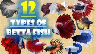 12 Types of Betta Fish [upl. by Petrine]