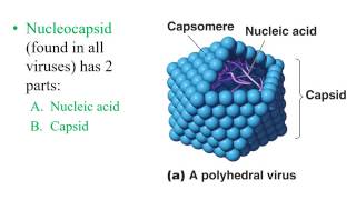 Chapter 5 Virology [upl. by Ingrid355]