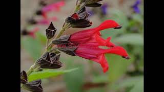 Salvia Amante [upl. by Adnawad]