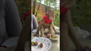 Adorable baby monkey eats meatballs with after cooked howtocook babymonkey shorts [upl. by Homovec]