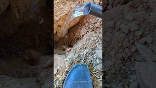 Why Did I Flood This Hole In The Chicken Coop chickencoop [upl. by Lammond525]