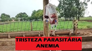 TRANSFUSÃO DE SANGUE  NOVILHA COM TRISTEZA PARASITÁRIA [upl. by Doowrehs]