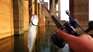 Dropping Fresh cut bait in the Honey Hole Hydro dam fishing [upl. by Carn509]