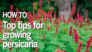 How to grow persicaria [upl. by Edwyna]