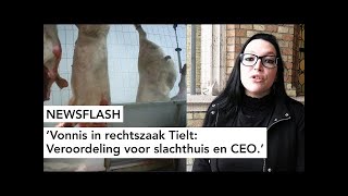 NEWSFLASH Vonnis in rechtszaak Tielt Veroordeling voor slachthuis en CEO [upl. by Schnorr844]