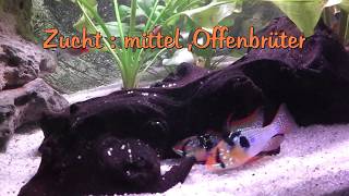 Schmetterlingsbuntbarsch Mikrogeophagus ramirezi [upl. by Katee]