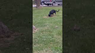 Boaz Has Become a Digger Baby Rottweiler  6 months old digs small holes in the yard 🤣 [upl. by Nylecyoj]