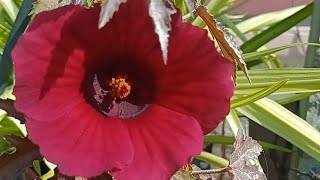 hollyhock plant growth plant care tips lovely garden Greenshine210 [upl. by Iahcedrom]